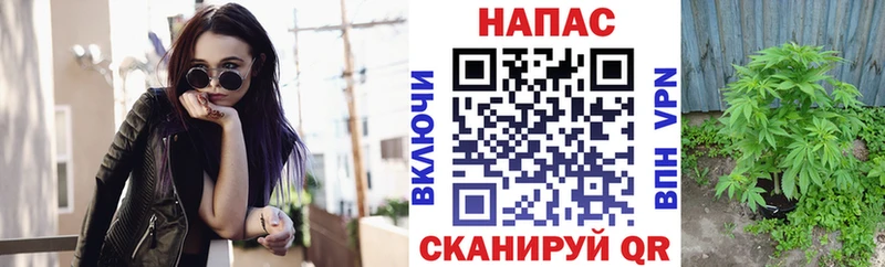 Каннабис планчик  Староминская 